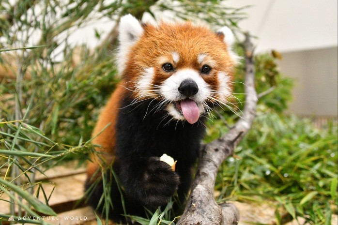 レッサーパンダ